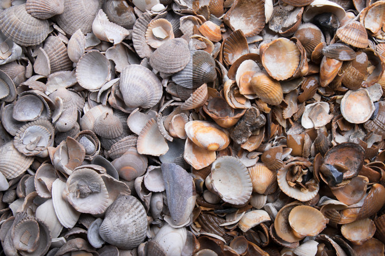 GSH Muscheln